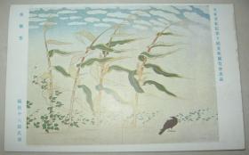民国时期 日本明信片 美术作品《南蛮黍》福田平八郎