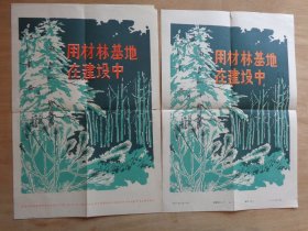 新华社新闻展览照片：用材林基地在建设中1979