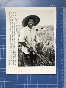 新华社新闻展览照片（9）安徽省凤阳县龙坝公社李志庭一家喜收小麦