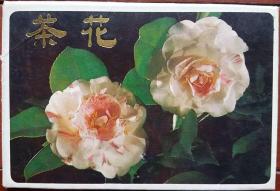 1987年茶花明信片12张全套