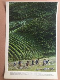 二手宣传画片农民挖地风景33*24CM品如图可能被裁剪过