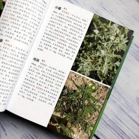 正版现货 141正版 1500种中草药野外识别彩色图鉴 中草药彩图大全书实用图典 中草药识别应用图谱中药全图鉴中草药书籍大全常用中草药手册书