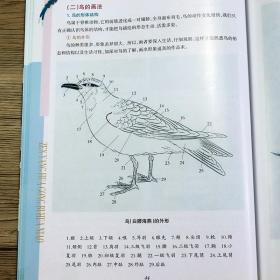 怎样画工笔花鸟 中国画入门工笔花鸟篇花鸟画谱书籍