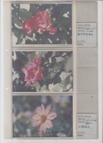 1998年花卉5吋彩照6张含底片