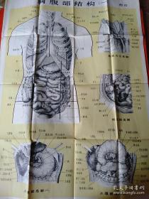 人体解剖挂图 胸腹部结构二，胸腹部结构 一，泌尿器和生殖器共三张