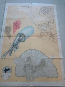 1957年印高级中学人体解剖生理学教学挂图第一辑消化器官的构造和神经分布等5张