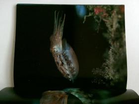 Underwater Wonderland 龙宫 伊藤腾敏  写真集  日本カメラ别册