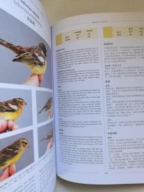 东亚雀形目候鸟年龄与性别鉴定 Ageing & Sexing of Migratory East Asian Passerines