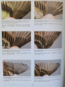 东亚雀形目候鸟年龄与性别鉴定 Ageing & Sexing of Migratory East Asian Passerines