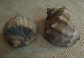 大版一对！7080年代老海洋生物海螺贝壳海洋标本怀旧玩具老海洋海螺贝壳