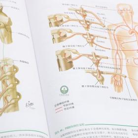 210 正版现货 奈特人体神经解剖图谱 翻译版 人体色彩解剖图 崔益群  主译  医学解剖书 人民卫生出版社 9787117078962