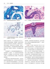 病理医师实用组织学（第5版）