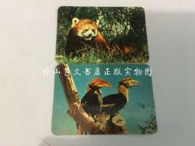 1975年年历片 动物2张：小熊猫、鹦鹉