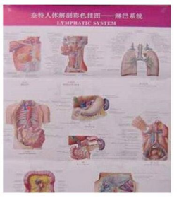 奈特人体解剖彩色挂图 淋巴系统 挂图 解剖学使用结准确清晰