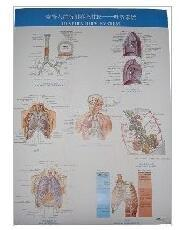 奈特人体解剖彩色挂图 呼吸系统 挂图 解剖学使用结准确清晰