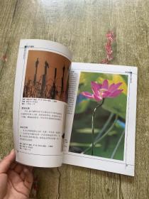 摄影与观察系列——花卉摄影