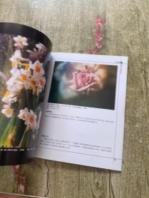 摄影与观察系列——花卉摄影