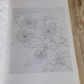 唯美白描精选 芙蓉花