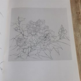 唯美白描精选 芙蓉花