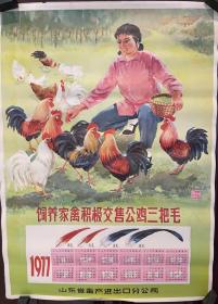 1977年历画 饲养家禽积极交售公鸡三把毛，尺寸52公分×38公分