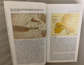 Simon & Schuster`s Guide to Birds
