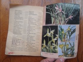 兰花栽培入门【一版11印】