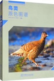 鸟类原色图谱/四川卧龙国家级自然保护区系列丛书