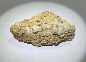 海百合茎古生物化石 原石标本2