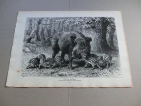 【百元包邮】《野猪》(Bache mit Frischlingen)1883年,木刻版画, 纸张尺寸约41×28厘米。出自19世纪德国动物画家、雕刻家,Ludwig Beckmann(1822–1902)作品