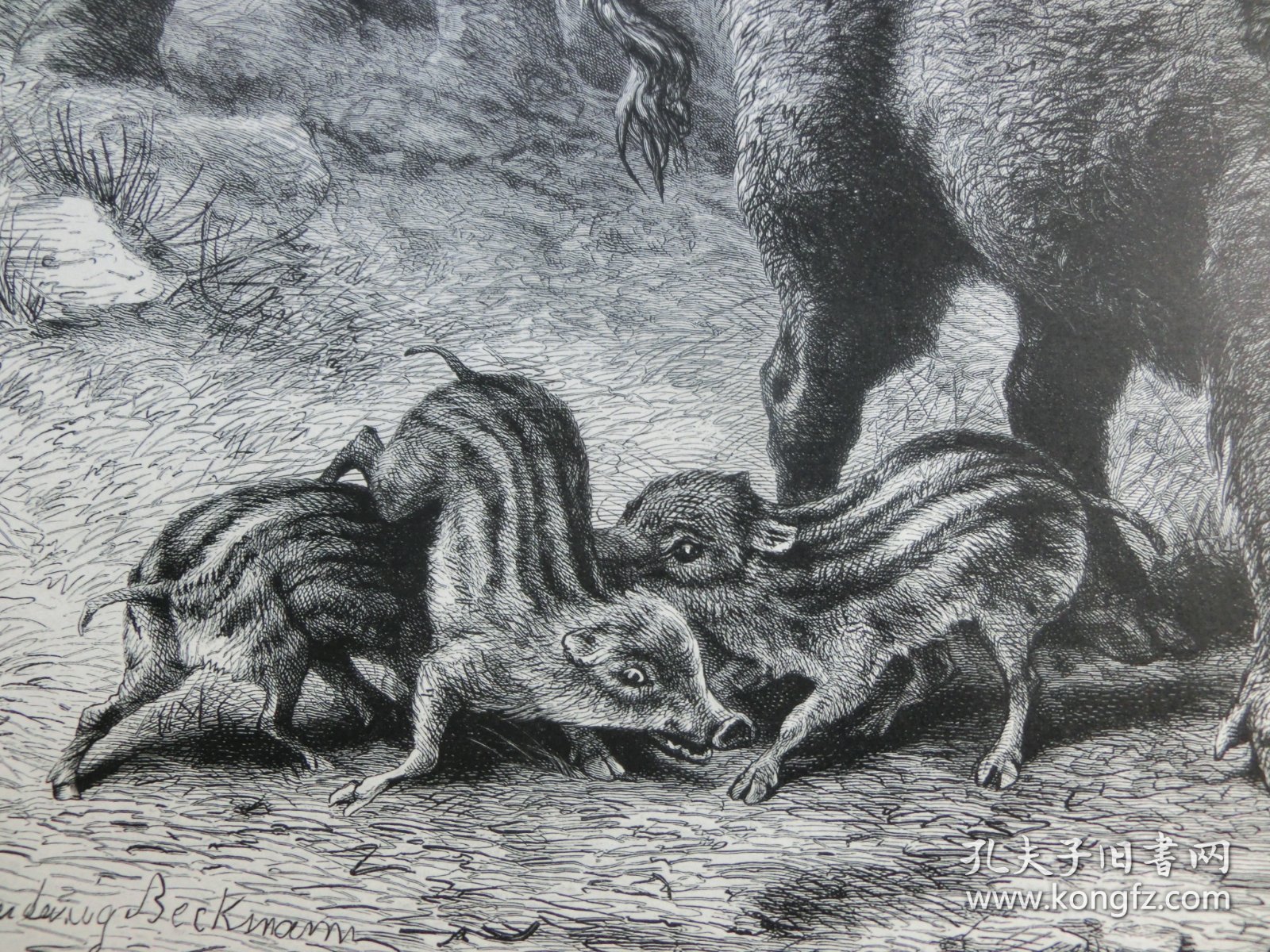 【百元包邮】《野猪》（Bache mit Frischlingen）1883年，木刻版画， 纸张尺寸约41×28厘米。出自19世纪德国动物画家、雕刻家，Ludwig Beckmann（1822–1902）作品