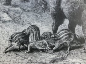 【百元包邮】《野猪》(Bache mit Frischlingen)1883年,木刻版画, 纸张尺寸约41×28厘米。出自19世纪德国动物画家、雕刻家,Ludwig Beckmann(1822–1902)作品