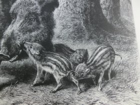 【百元包邮】《野猪》(Bache mit Frischlingen)1883年,木刻版画, 纸张尺寸约41×28厘米。出自19世纪德国动物画家、雕刻家,Ludwig Beckmann(1822–1902)作品
