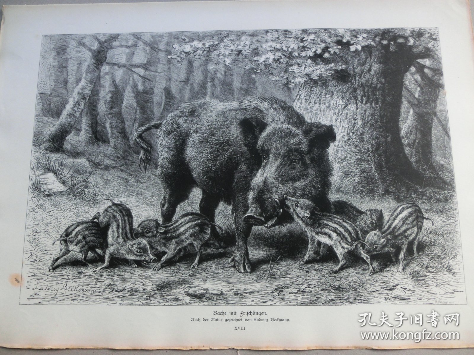 【百元包邮】《野猪》（Bache mit Frischlingen）1883年，木刻版画， 纸张尺寸约41×28厘米。出自19世纪德国动物画家、雕刻家，Ludwig Beckmann（1822–1902）作品