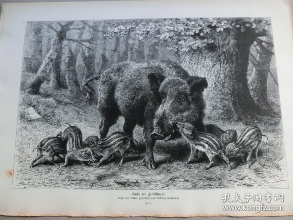 【百元包邮】《野猪》（Bache mit Frischlingen）1883年，木刻版画， 纸张尺寸约41×28厘米。出自19世纪德国动物画家、雕刻家，Ludwig Beckmann（1822–1902）作品