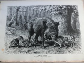 【百元包邮】《野猪》(Bache mit Frischlingen)1883年,木刻版画, 纸张尺寸约41×28厘米。出自19世纪德国动物画家、雕刻家,Ludwig Beckmann(1822–1902)作品