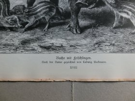 【百元包邮】《野猪》(Bache mit Frischlingen)1883年,木刻版画, 纸张尺寸约41×28厘米。出自19世纪德国动物画家、雕刻家,Ludwig Beckmann(1822–1902)作品