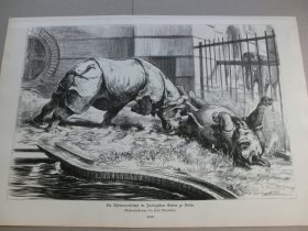 【百元包邮】《王者的决斗》（Ein Rhinoceroskampf im Zoologischen Garten zu Berlin） 1882年，木刻版画， 纸张尺寸约41×28厘米。出自19世纪德国著名动物画家，保罗·弗里德里希·梅耶海姆（Paul Friedrich Meyerheim，1842-1915）的原创木刻作品