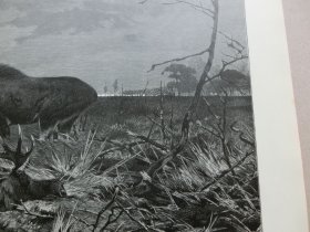 【百元包邮】《13世纪蒙古西征的最西端-- 沃尔斯塔特沼泽，波兰（角鹿的乐园）》（auf der wahlstatt）1892年，木口木刻版画， 纸张尺寸约56×41厘米。出自19世纪德国动物和风景画家，理查德弗里斯,Richard Friese（1886–1935）的原创木刻作品