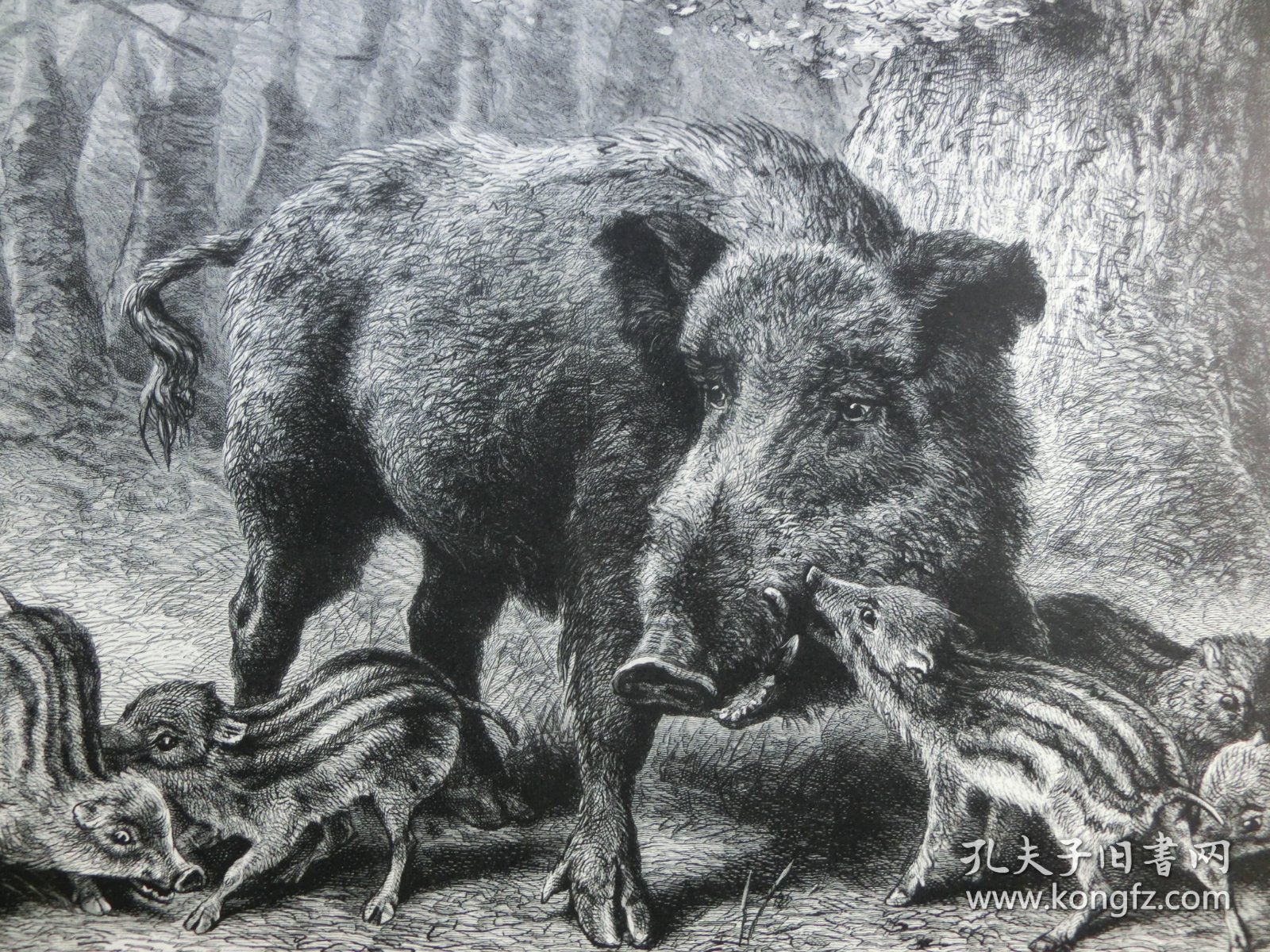 【百元包邮】《野猪》（Bache mit Frischlingen）1883年，木刻版画， 纸张尺寸约41×28厘米。出自19世纪德国动物画家、雕刻家，Ludwig Beckmann（1822–1902）作品
