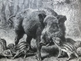 【百元包邮】《野猪》(Bache mit Frischlingen)1883年,木刻版画, 纸张尺寸约41×28厘米。出自19世纪德国动物画家、雕刻家,Ludwig Beckmann(1822–1902)作品
