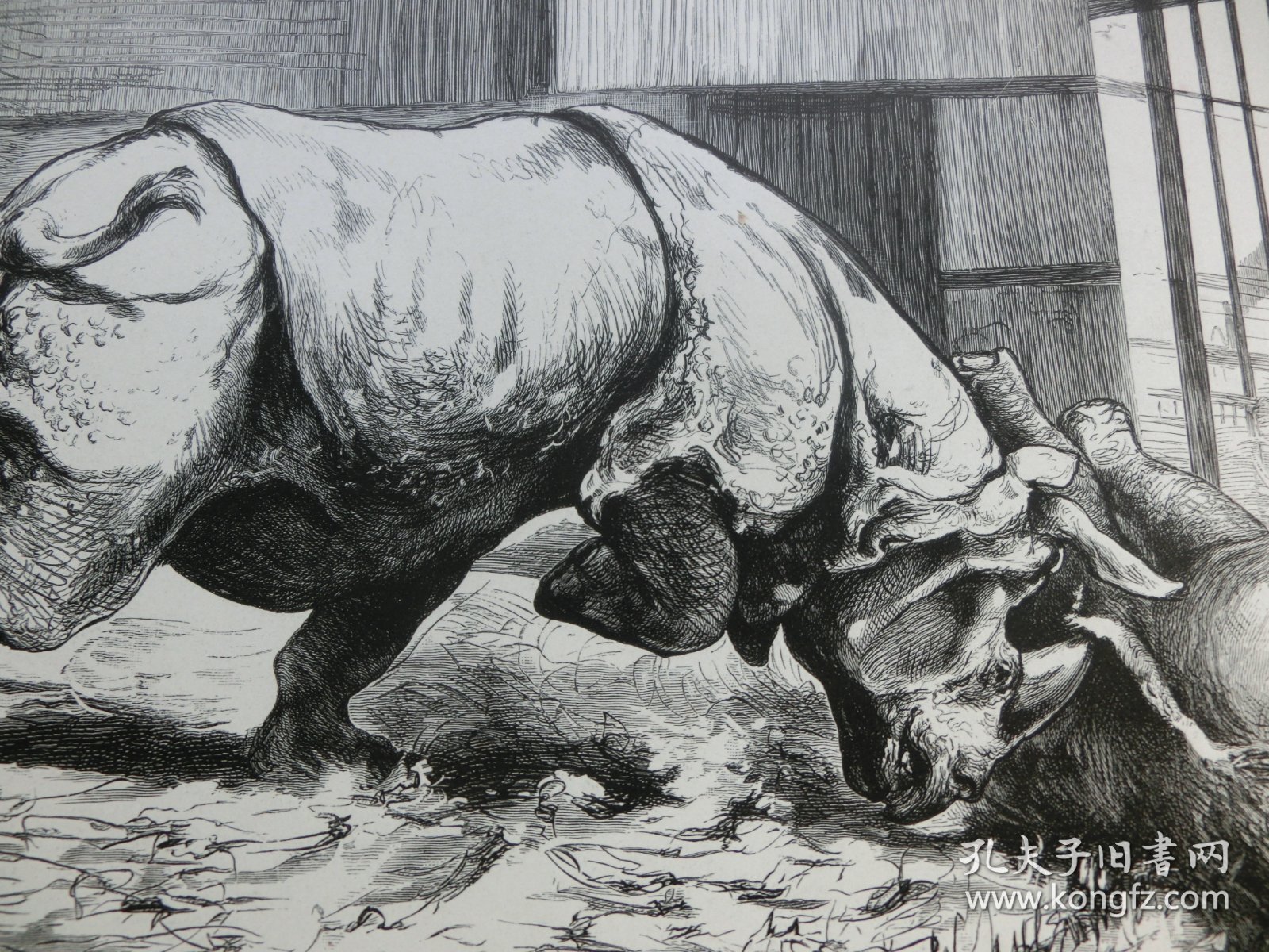 【百元包邮】《王者的决斗》（Ein Rhinoceroskampf im Zoologischen Garten zu Berlin） 1882年，木刻版画， 纸张尺寸约41×28厘米。出自19世纪德国著名动物画家，保罗·弗里德里希·梅耶海姆（Paul Friedrich Meyerheim，1842-1915）的原创木刻作品