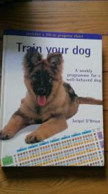 train your dog