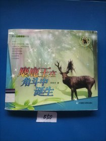 麋鹿王在角斗中诞生(我的山野朋友)