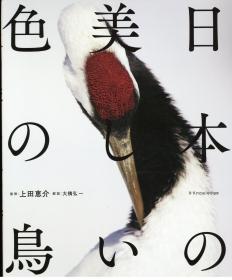 日文原版日本の美しい色の鸟