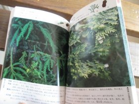 日文 グリーンアドベンチャー : 野外文化活動ハンドブック　樹木編