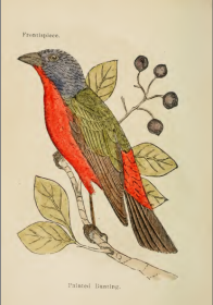 birds of the americas   BIRDS of the AMERICAS 148 Vintage Books on DVD-Rom Ornithology, American Birds