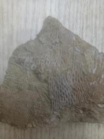 云南石炭纪苔藓虫化石精品（两块）