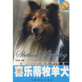 高回报经济名犬养殖-喜乐蒂牧羊犬(四色铜板)