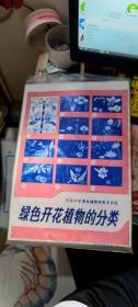 初级中学课本植物学教学挂图：绿色开花植物的分类   11幅全