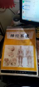 初级中学课本生理卫生教学挂图：神经系统〔彩图5幅合售〕有1幅1957年版